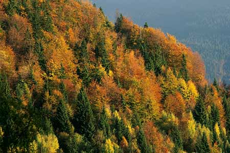 L1584_herbstwald