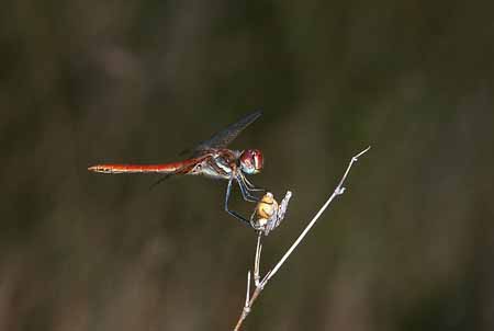 L1590_libelle_nah