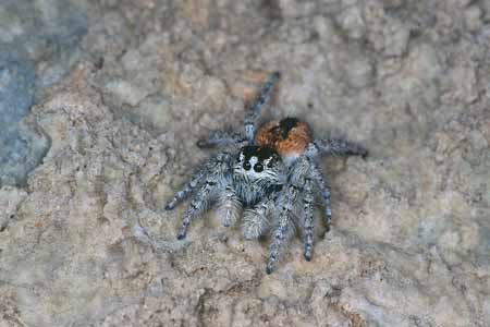 L1601_springspinne