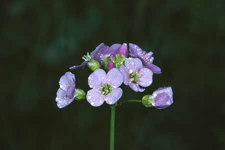 L1608_bluete