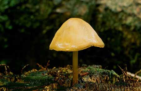 L1623_klein_pilz