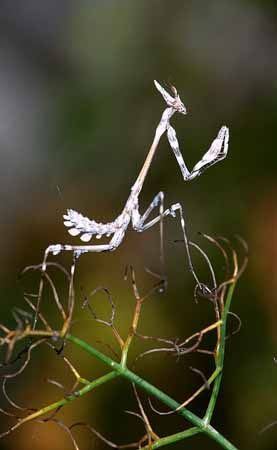 L1639_empusa