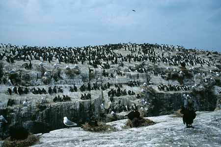 L1664_vogelfels