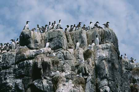 L1666_vogelfels