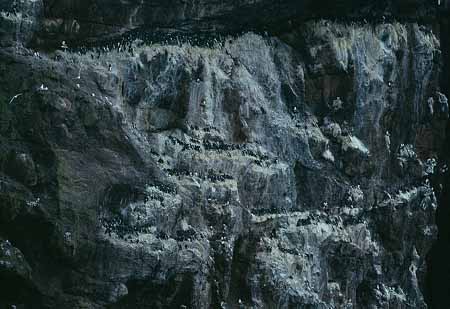 L1792_vogelfels