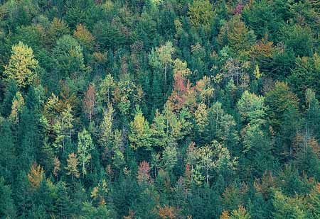 L1839_herbstwald