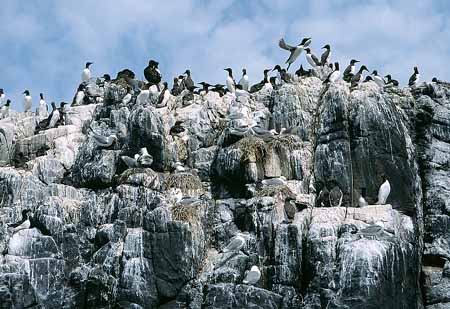 L1849_vogelfels
