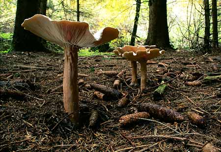 L1856_pilze