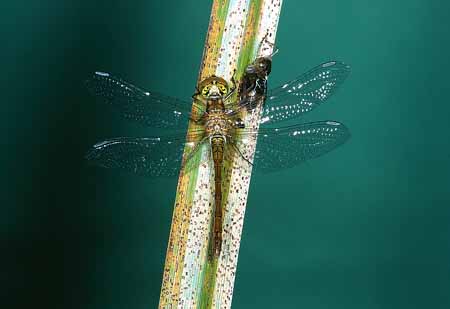 L1870_libelle