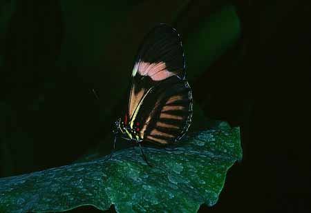 L1874_schmetterling