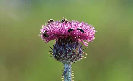 L1921_biotop_distel