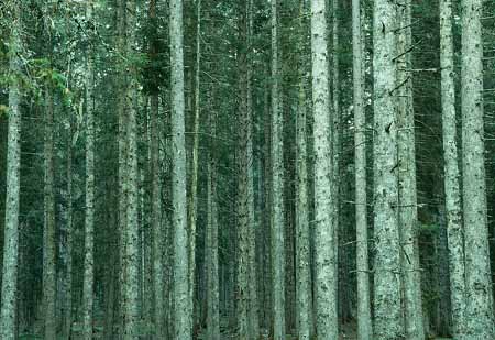 L1980_nadelwald