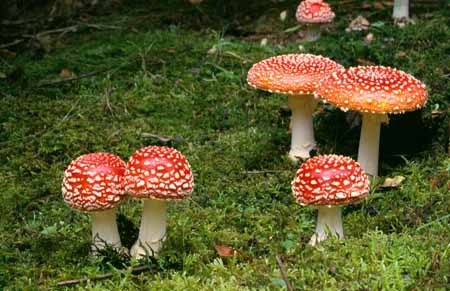L1986_fliegenpilze