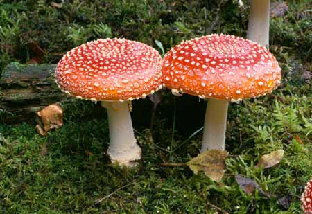 L1987_fliegenpilze