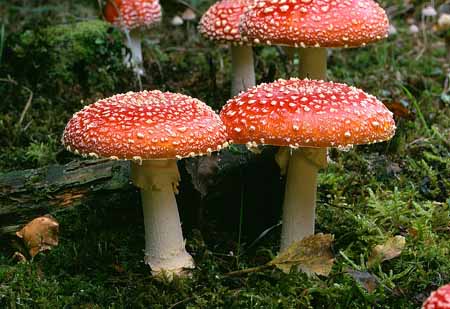 L1990_fliegenpilze