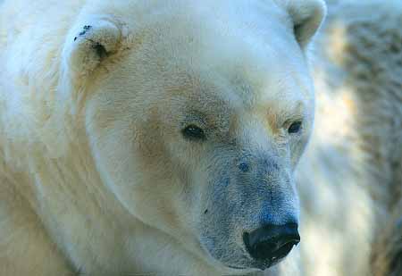 L1991_polarbaer