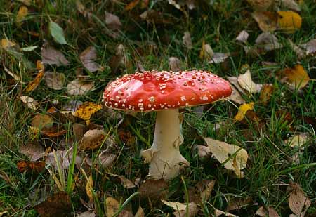 L1996_fliegenpilz