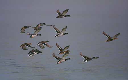 L2040_enten_im_flug