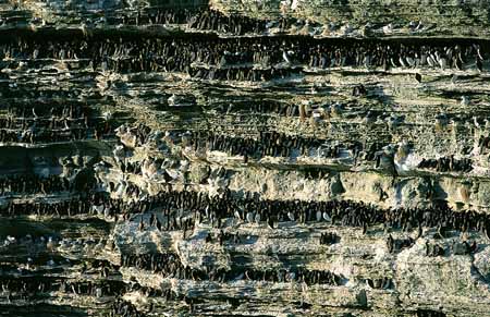 L2082_vogelfels