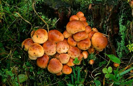 L2109_pilze