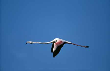 L2160_flamingo_im_flug