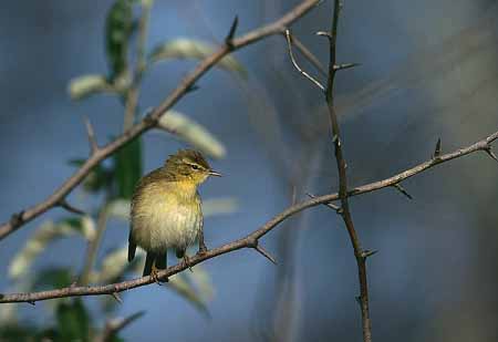 L2164_singvogel