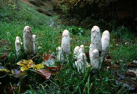 L2210_pilze