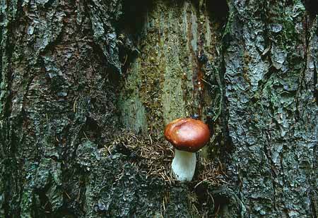 L2233_pilz_im_baum