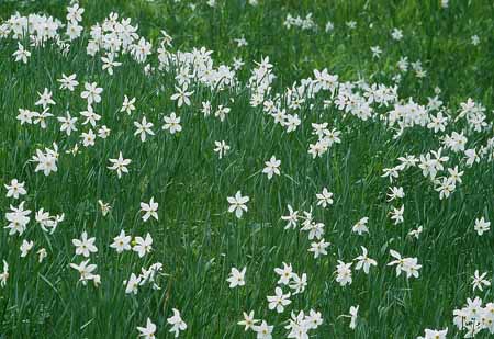 L2240_wilde_narzissen