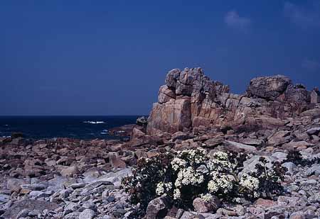 L2257_blueten_auf_stein