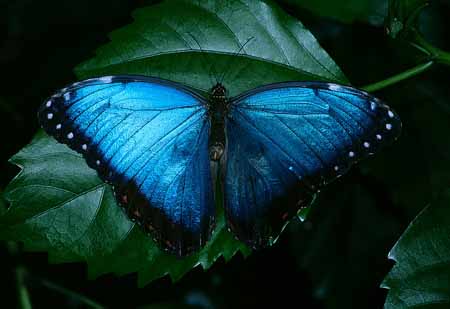 L2288_falter