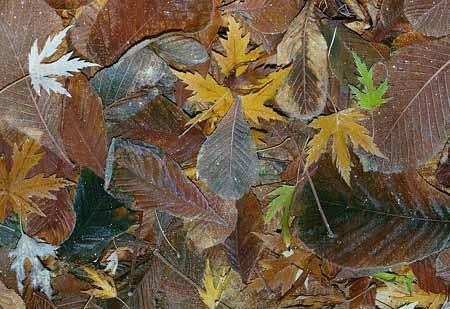 L2297_herbstlaub