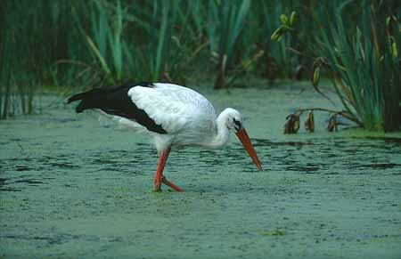 L2314_storch_auf_nahrungssuche