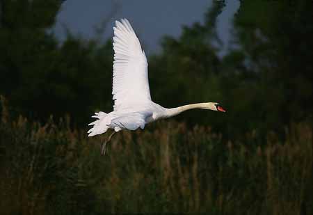 L2361_schwan_im_flug