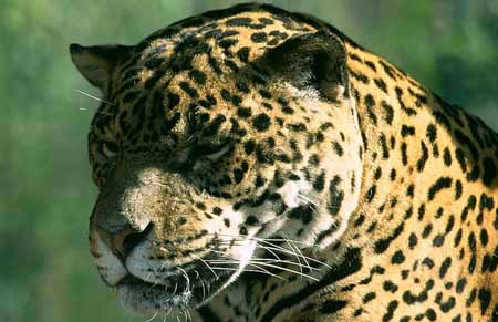 L2369_leopard_3_ver