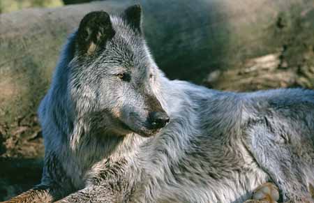 L2372_wolf_grau