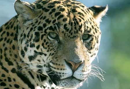 L2374_leopard_6