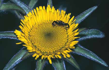 L2417_spinne_in_abwehr