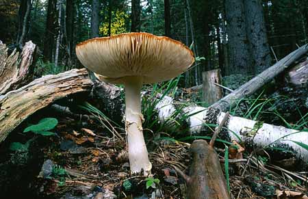L2435_fliegenpilz
