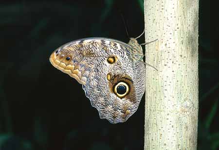 L2441_schmetterling