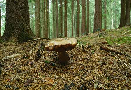 L2465_pilz
