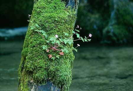 L2481_blueten_am_baum_1