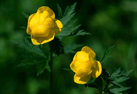 L2495_trollblumen