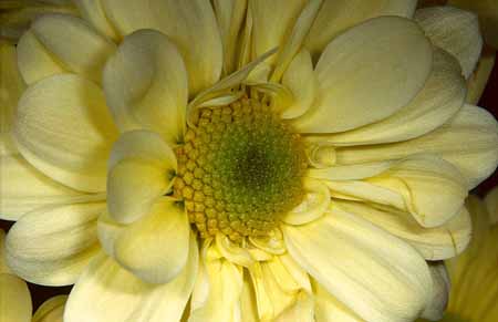 L2503_aster