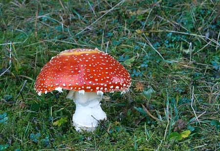 L2512_fliegenpilz