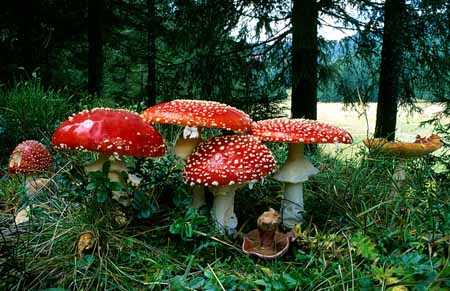 L2513_fliegenpilze