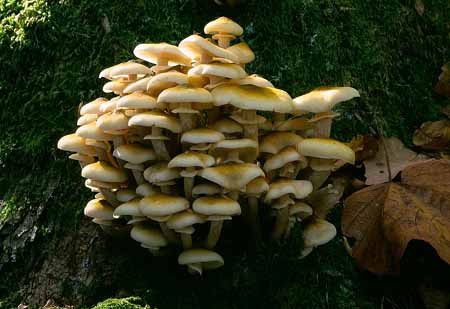 L2516_pilze_am_baum