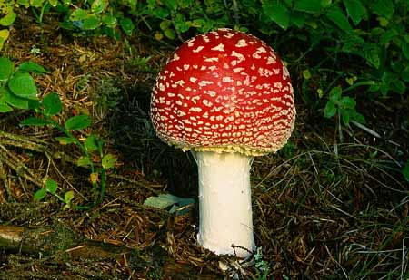 L2518_fliegenpilz