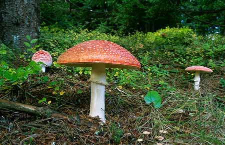 L2521_pilze