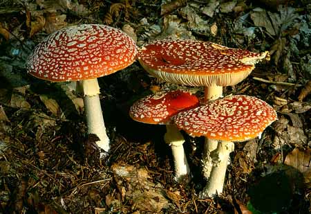 L2543_fliegenpilze